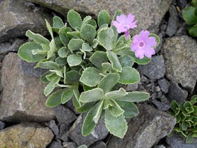 Primula marginata 'Barbara Clough'